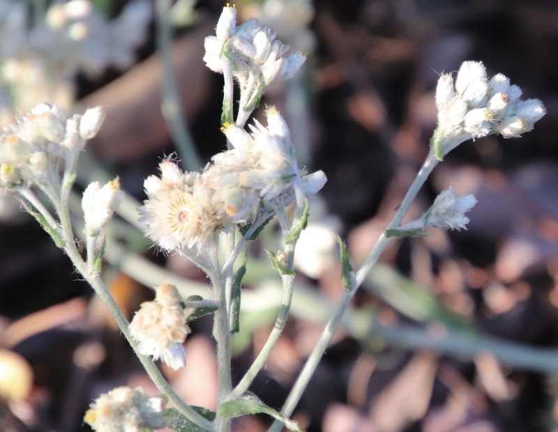 Pseudognaphalium biolettii, photographed by Millie Basden