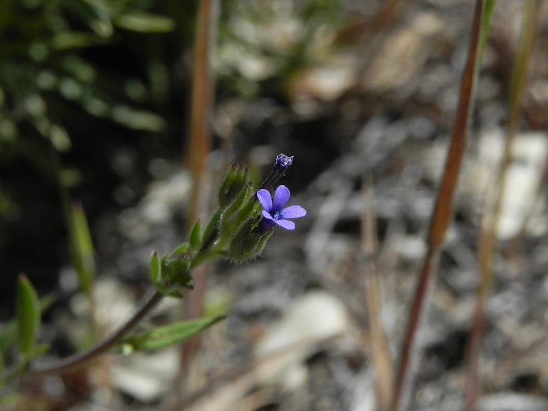 Allophyllum gilioides, photographed by James C. Davis
