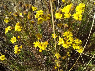 Senecio clivicola, photographed by Humber Alberto