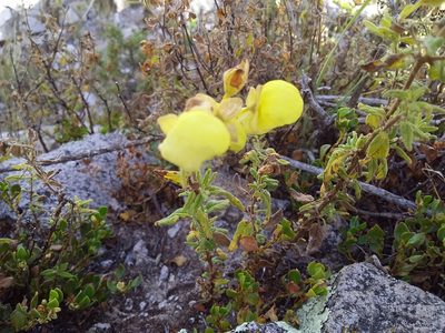 Calceolaria parvifolia, photographed by Humber Alberto