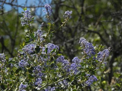 Ceanothus leucodermis, photographed by James C. Davis