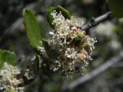 Ceanothus pauciflorus, photographed by James C. Davis