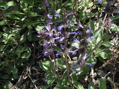 Salvia sonomensis, photographed by James C. Davis