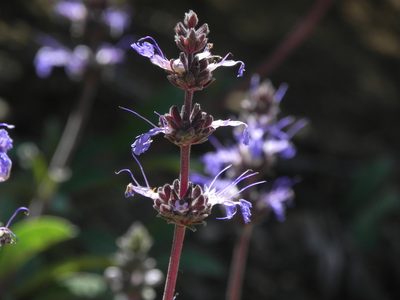 Salvia sonomensis, photographed by James C. Davis