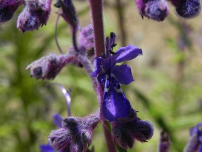 Trichostema parishii, photographed by James C. Davis