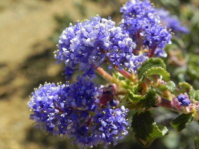 Ceanothus foliosus, photographed by James C. Davis