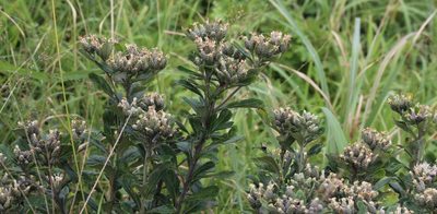 Gymnanthemum corymbosum, photographed by Tony Rebelo