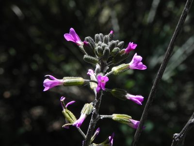 Boechera californica