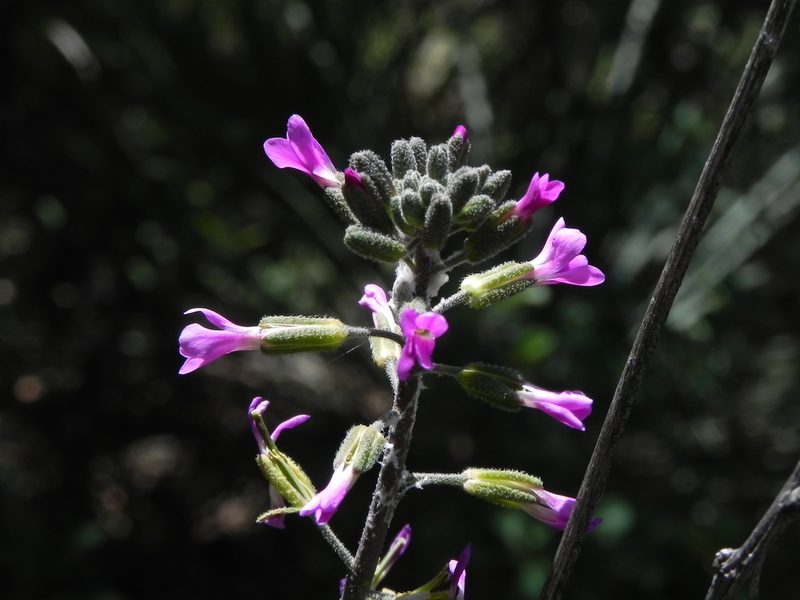 Boechera californica, photographed by James C. Davis