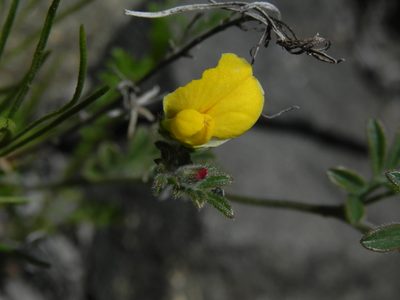 Acmispon strigosus, photographed by James C. Davis