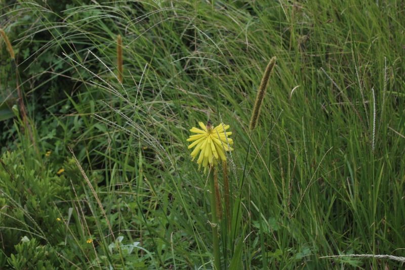 Kniphofia coddiana, photographed by Tony Rebelo