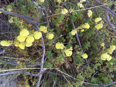 Calceolaria parviflora, photographed by Humber Alberto