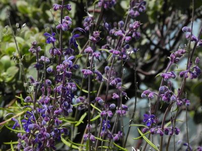 Trichostema parishii, photographed by James C. Davis
