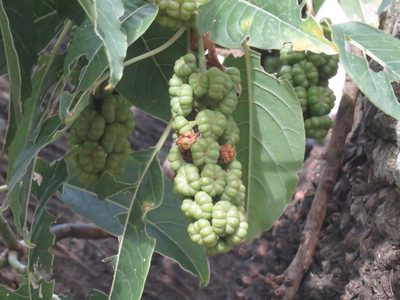Phytolacca dioica, photographed by Gustavo Puente