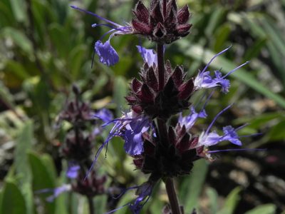 Salvia sonomensis, photographed by James C. Davis