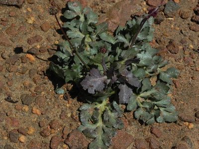 Sanicula bipinnatifida, photographed by James C. Davis