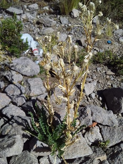 Perezia multiflora, photographed by Humber Alberto