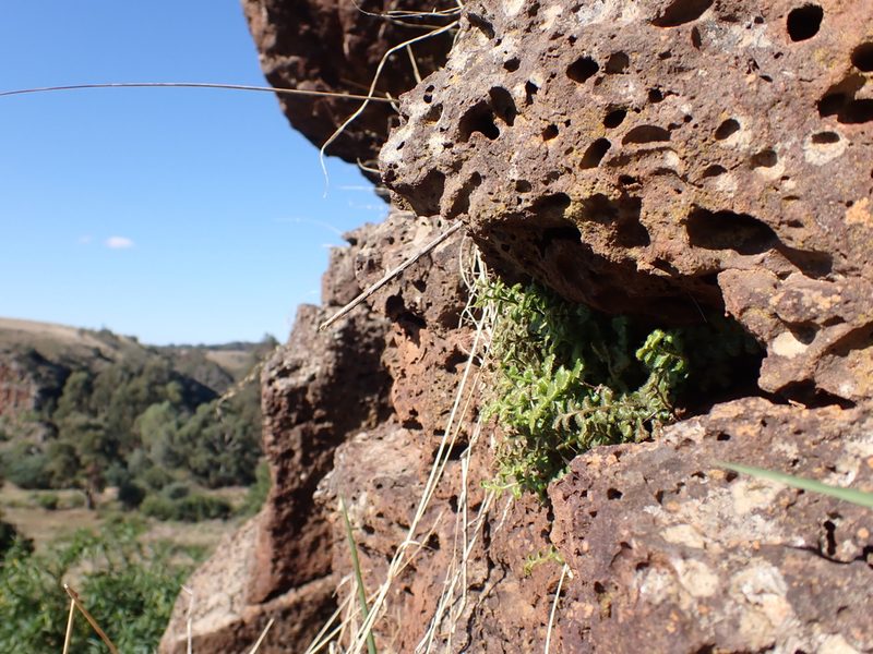 Asplenium subglandulosum, photographed by Nina Kerr