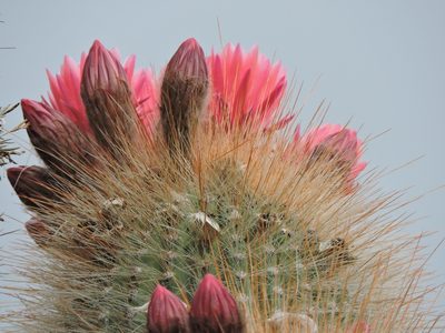Soehrensia tarijensis, photographed by Mariana