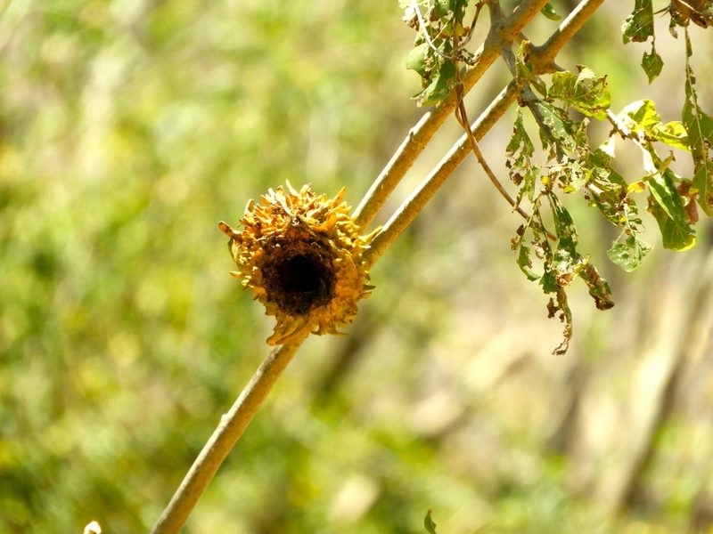 Randia echinocarpa, photographed by Francisco Farriols Sarabia