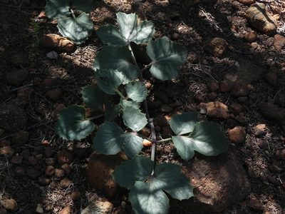Lomatium lucidum, photographed by James C. Davis