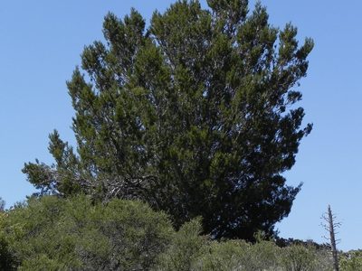 Hesperocyparis forbesii, photographed by James C. Davis
