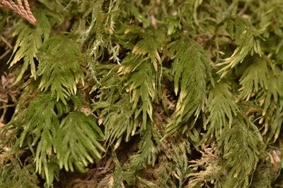 Dendroalsia abietina, photographed by Braden J. Judson