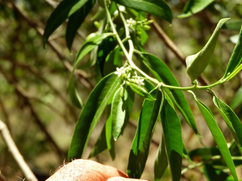Vallesia glabra, photographed by Francisco Farriols Sarabia