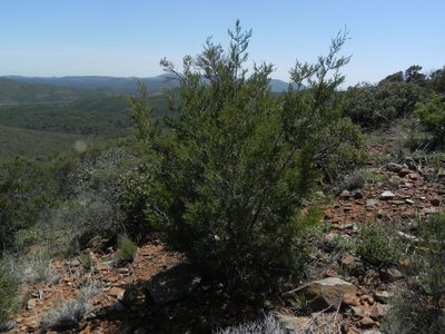 Hesperocyparis forbesii, photographed by James C. Davis
