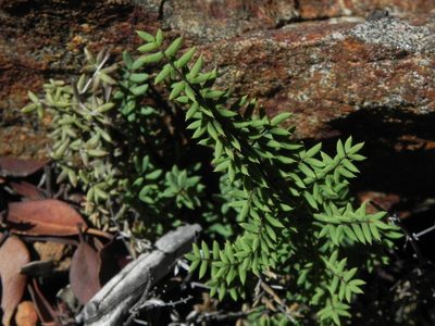 Pellaea mucronata, photographed by James C. Davis