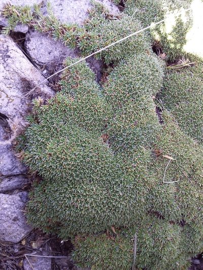 Junellia minima, photographed by Humber Alberto