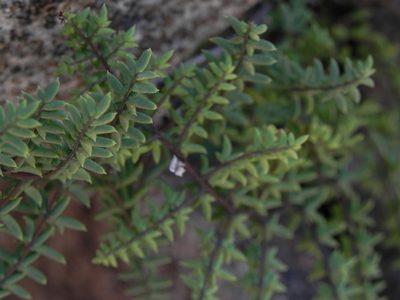 Pellaea mucronata, photographed by James C. Davis