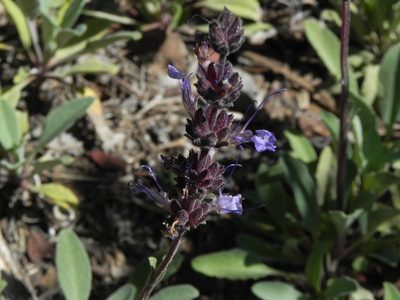Salvia sonomensis, photographed by James C. Davis