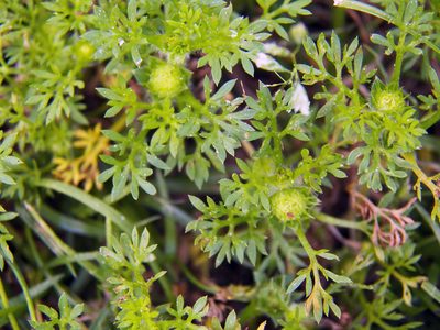 Soliva sessilis, photographed by Diana Foreman