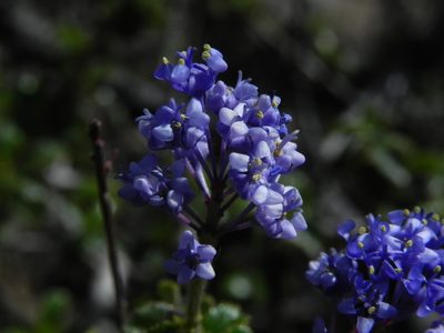 Ceanothus foliosus, photographed by James C. Davis