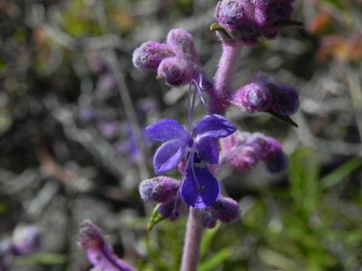 Trichostema parishii, photographed by James C. Davis