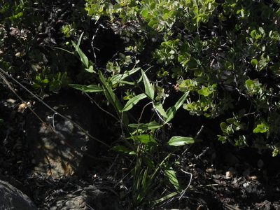 Helianthus gracilentus, photographed by James C. Davis
