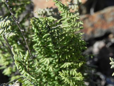 Pellaea mucronata, photographed by James C. Davis