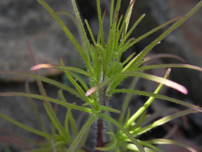 Cordylanthus rigidus, photographed by James C. Davis