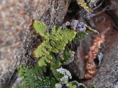 Myriopteris covillei, photographed by James C. Davis