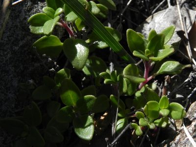 Monardella macrantha, photographed by James C. Davis