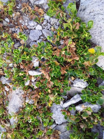 Muehlenbeckia volcanica, photographed by Humber Alberto