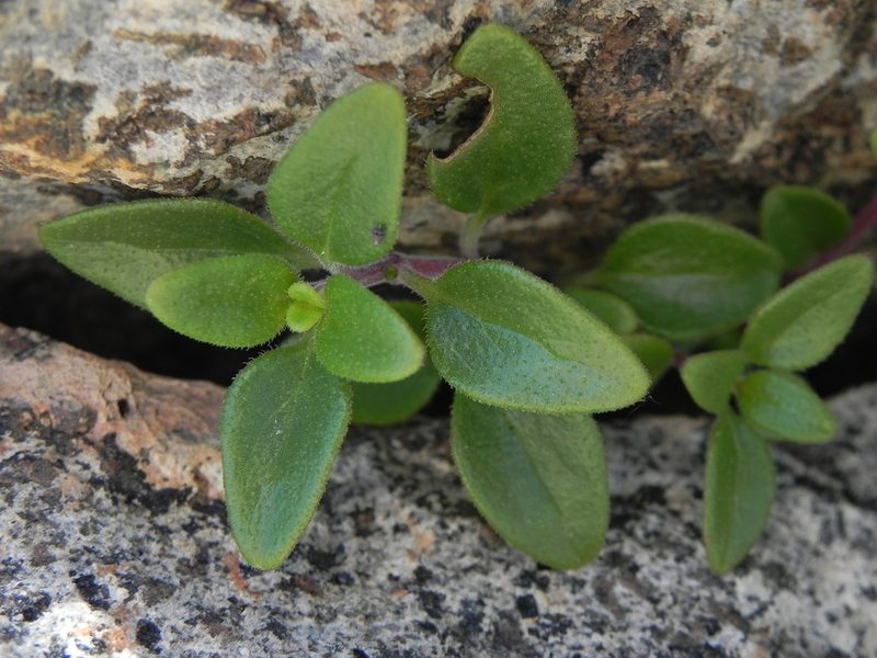 Monardella macrantha, photographed by James C. Davis