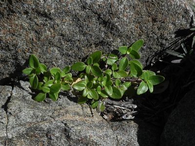 Monardella macrantha, photographed by James C. Davis