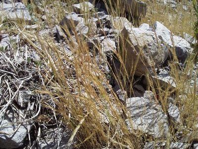 Festuca bromoides