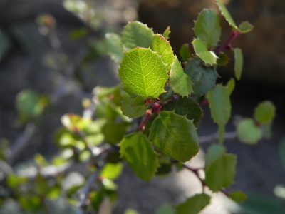 Rhamnus crocea, photographed by James C. Davis