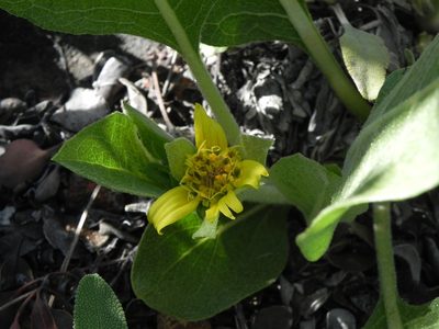 Agnorhiza ovata, photographed by James C. Davis