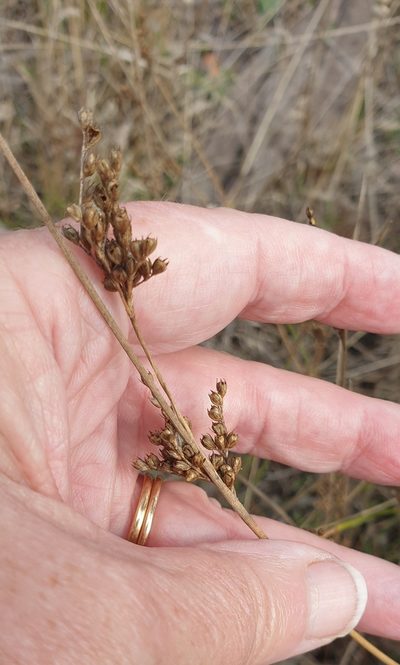 Juncus subsecundus, photographed by Rosalie Lawrence