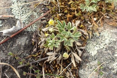 Potentilla acaulis, photographed by Pavel Borodin