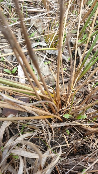 Juncus subsecundus, photographed by Rosalie Lawrence